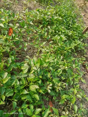 ঝালের চারা