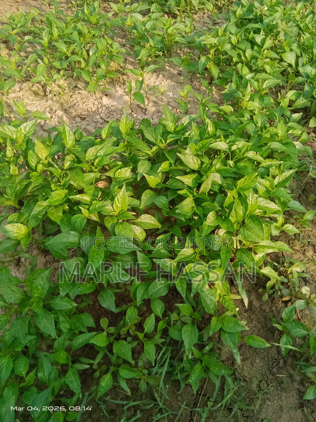 ঝালের চারা