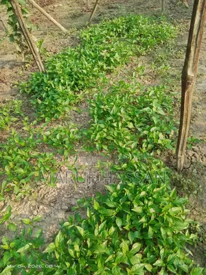 ঝালের চারা