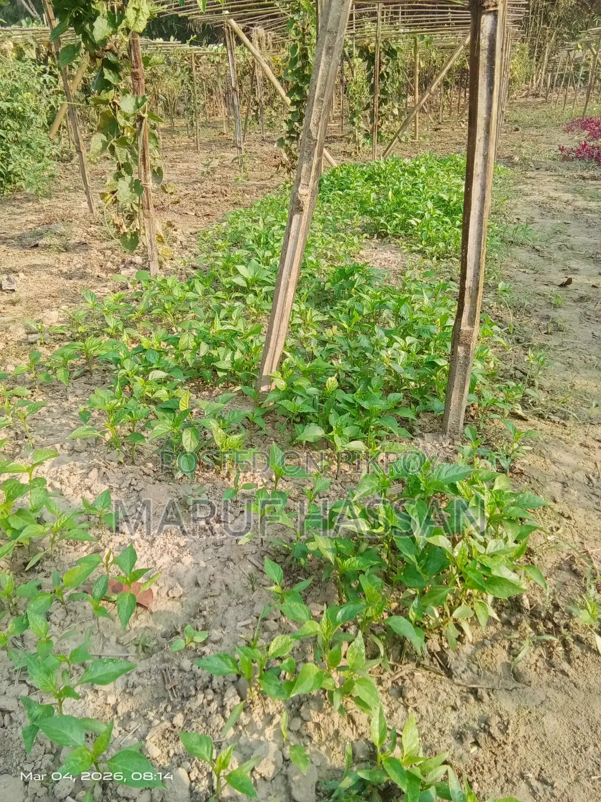 ঝালের চারা