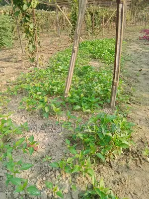 ঝালের চারা