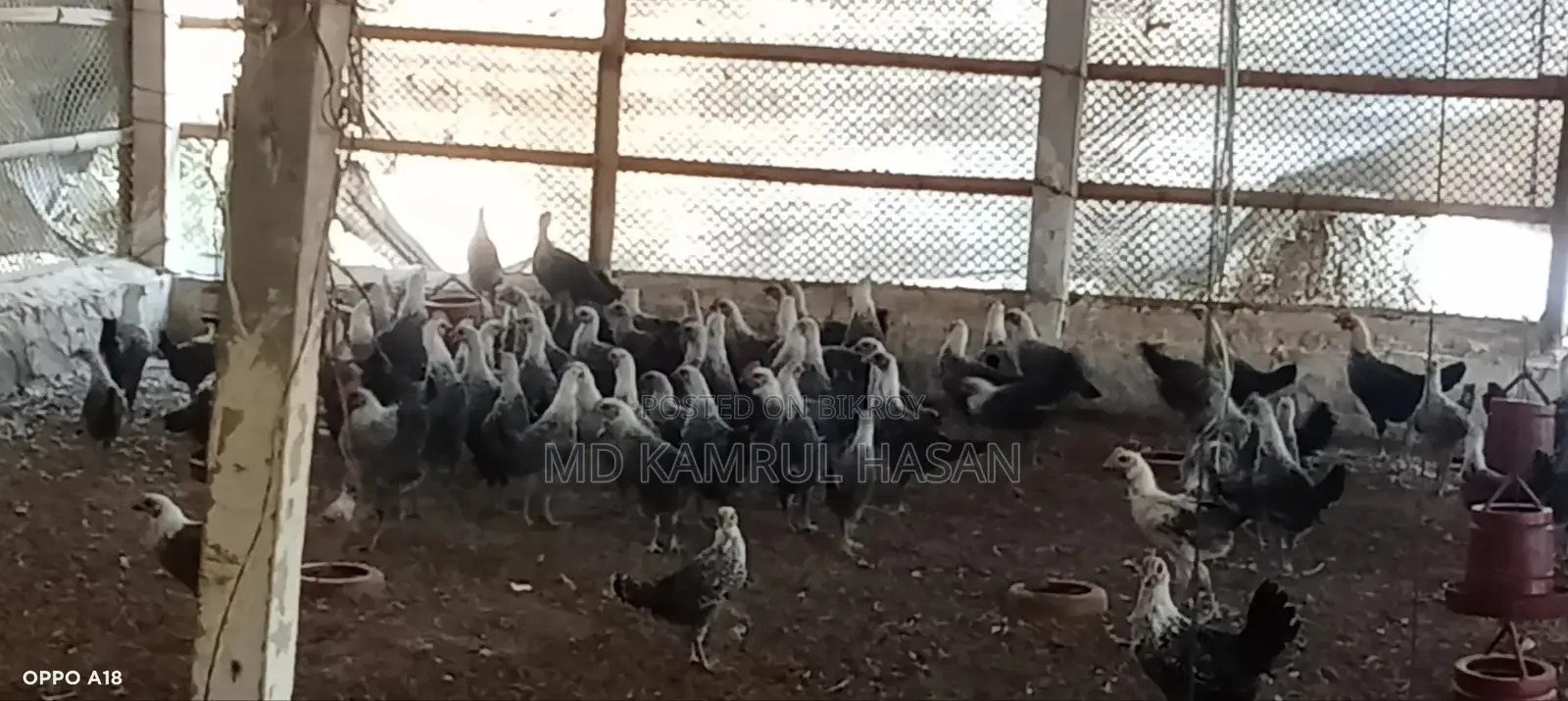 Fayoumi Chickens