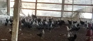 Fayoumi Chickens