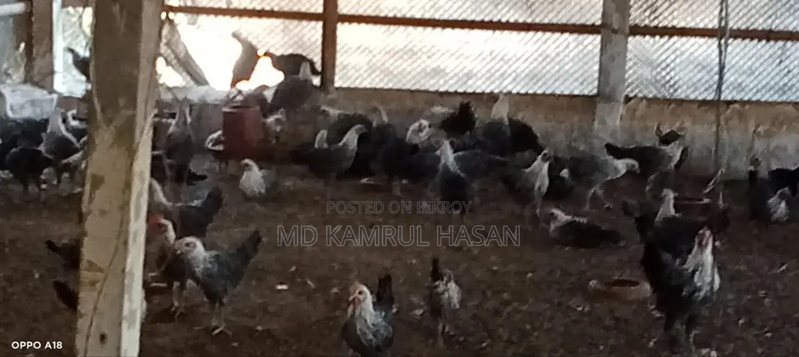 Fayoumi Chickens