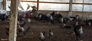 Fayoumi Chickens