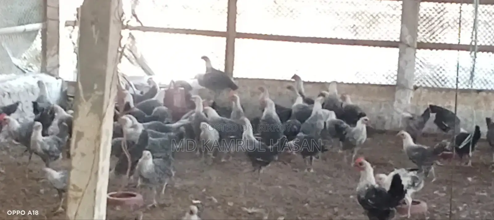 Fayoumi Chickens