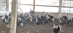 Fayoumi Chickens