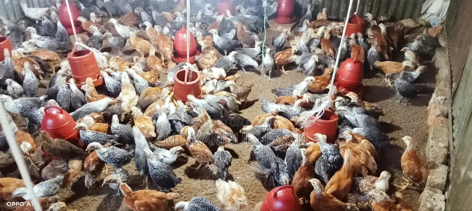 Fayoumi Chickens