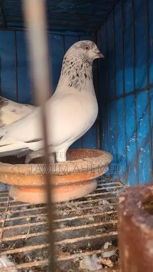 জিরা গলা কবুতর