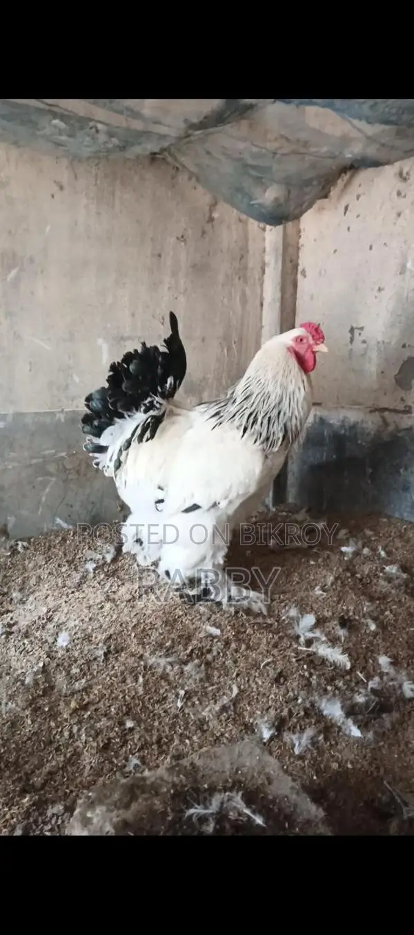 কলম্বিয়ার লাইভ ব্রাহমা মুরগি