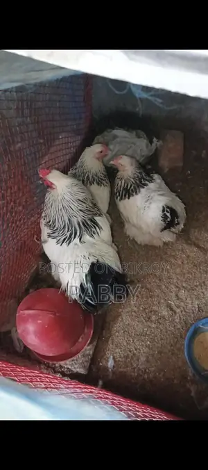 কলম্বিয়ার লাইভ ব্রাহমা মুরগি