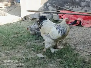 কলম্বিয়ার লাইভ ব্রাহমা মুরগি