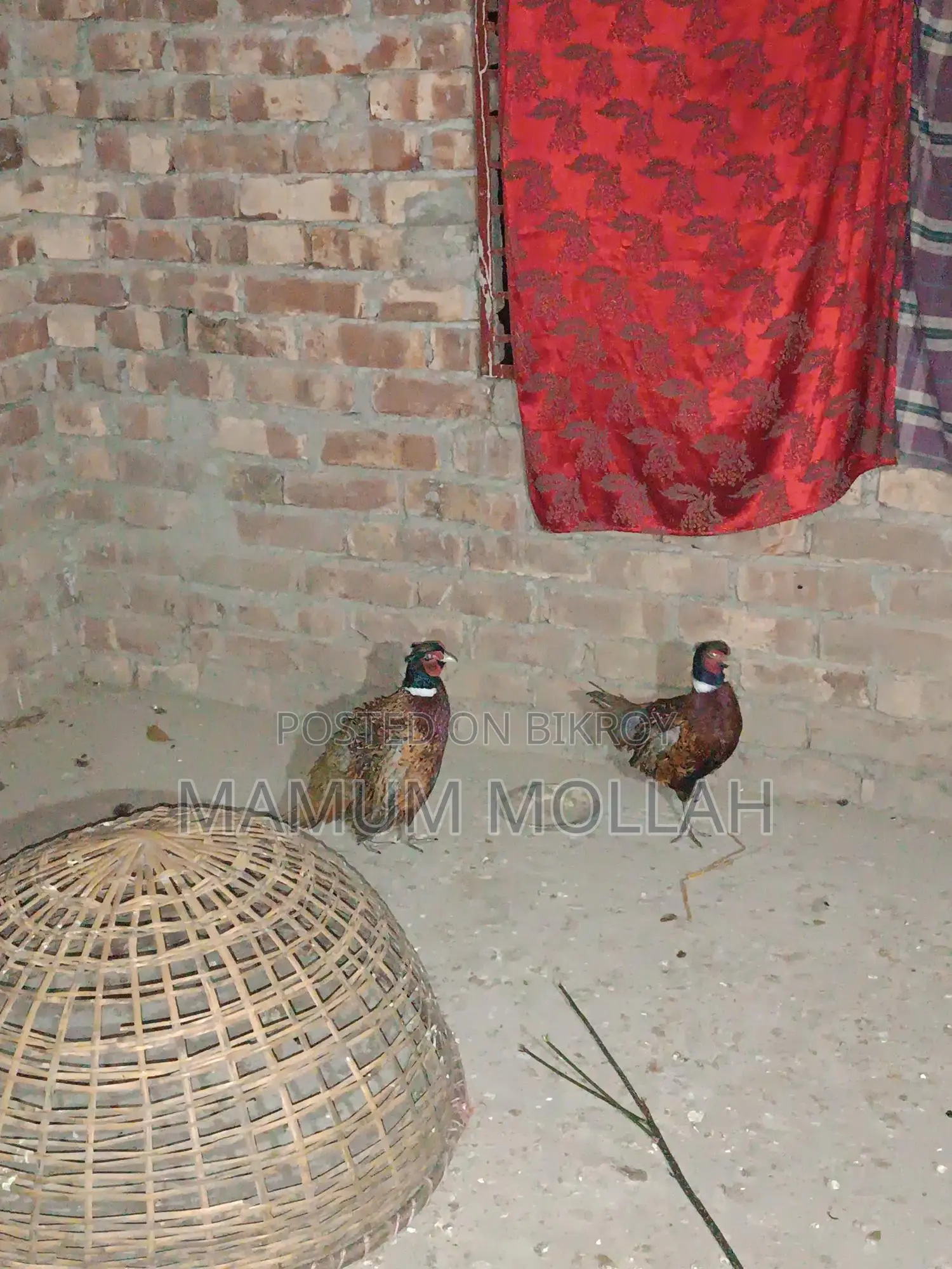 ফিজেন্ট
