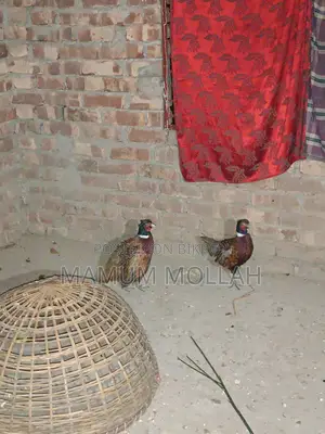 ফিজেন্ট