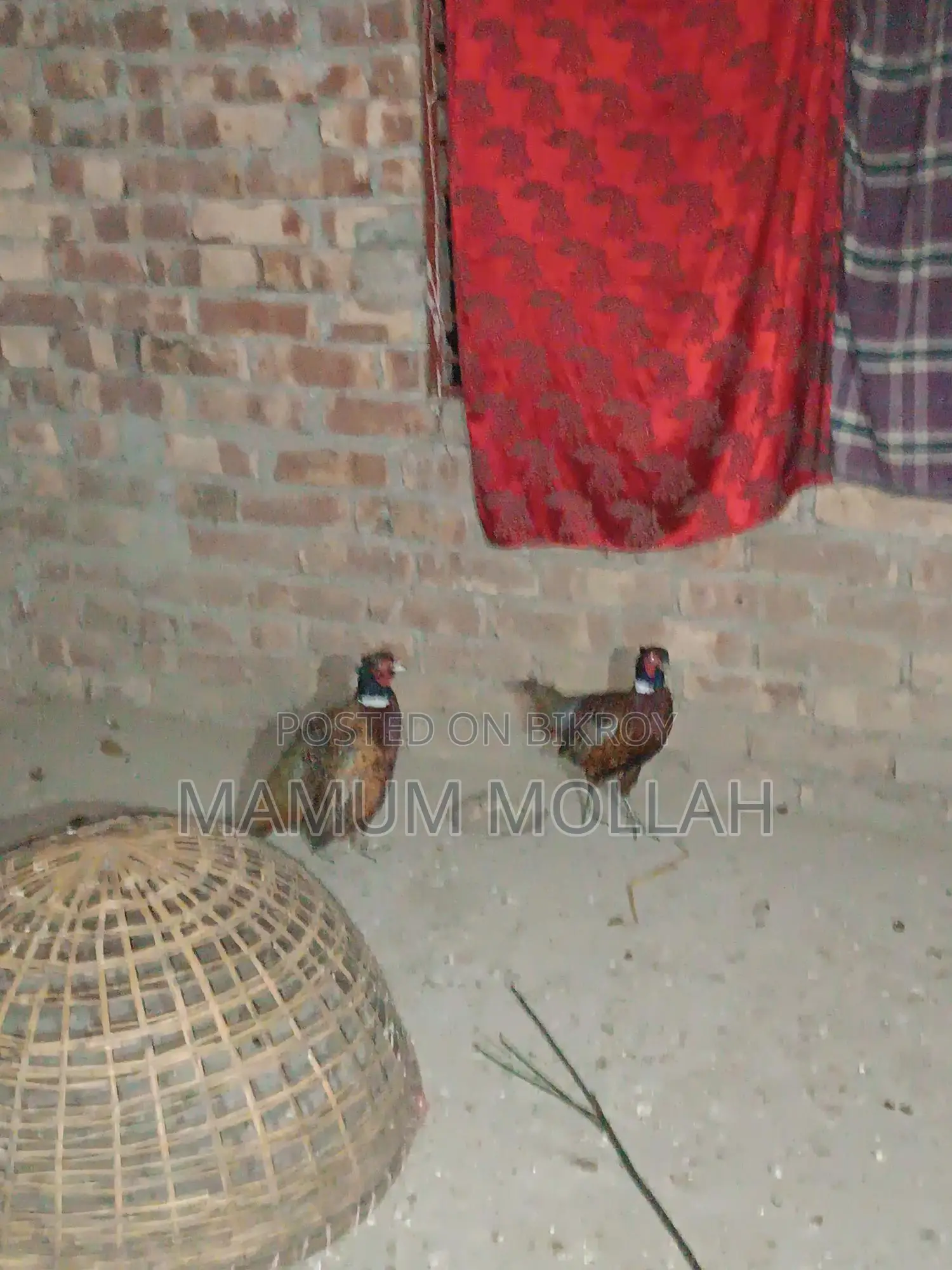 ফিজেন্ট