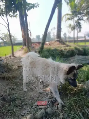 My Beloved Dog 🥹