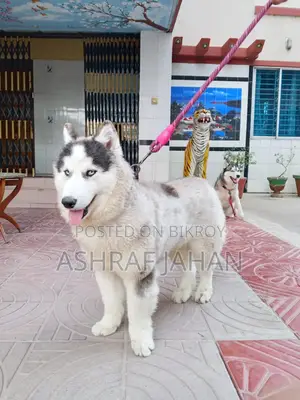 Siberian Husky