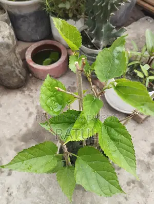 মালভেরী চারা।