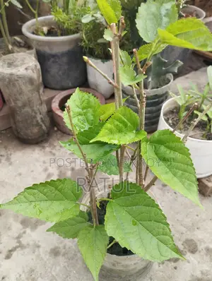 মালভেরী চারা।