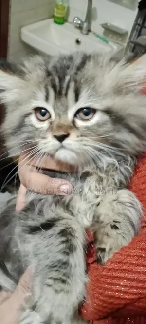 Cute Cat