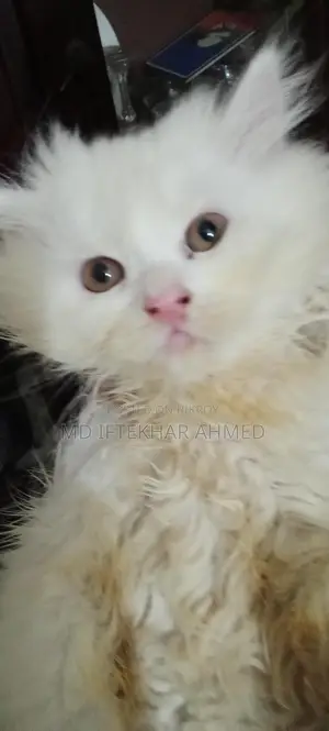 Cute Cat