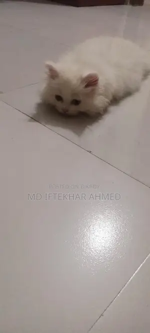 Cute Cat