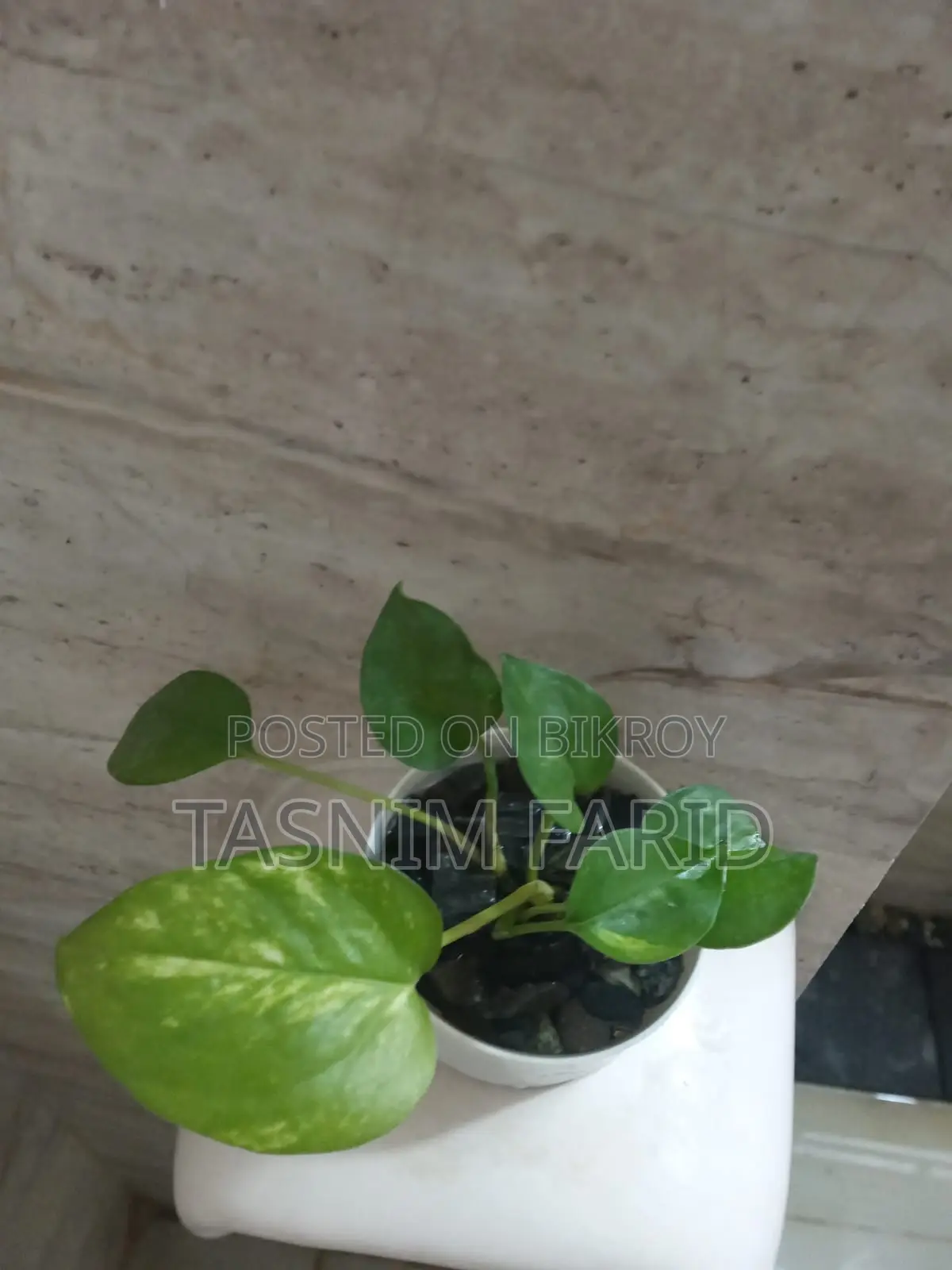 Moneyplant indoor tree. Beautiful, perfect for interior decoration