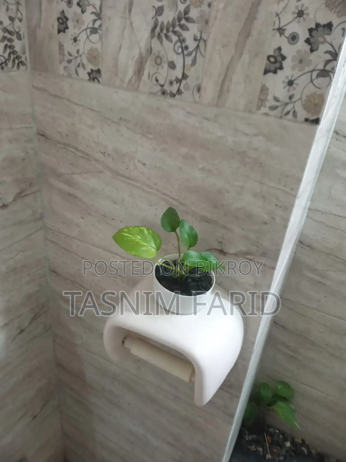 Moneyplant indoor tree. Beautiful, perfect for interior decoration