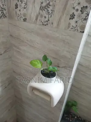 Moneyplant indoor tree. Beautiful, perfect for interior decoration