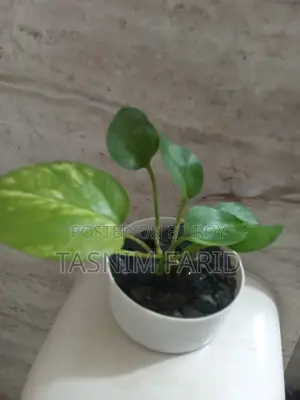 Moneyplant indoor tree. Beautiful, perfect for interior decoration