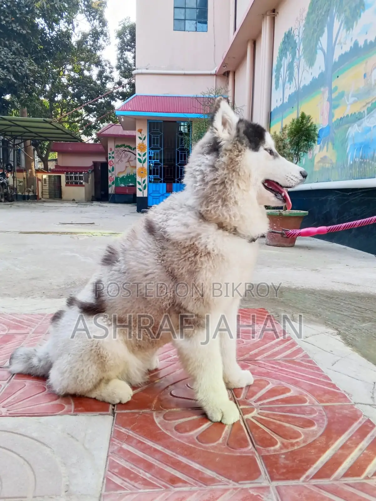 সাইবেরিয়ান হাস্কি