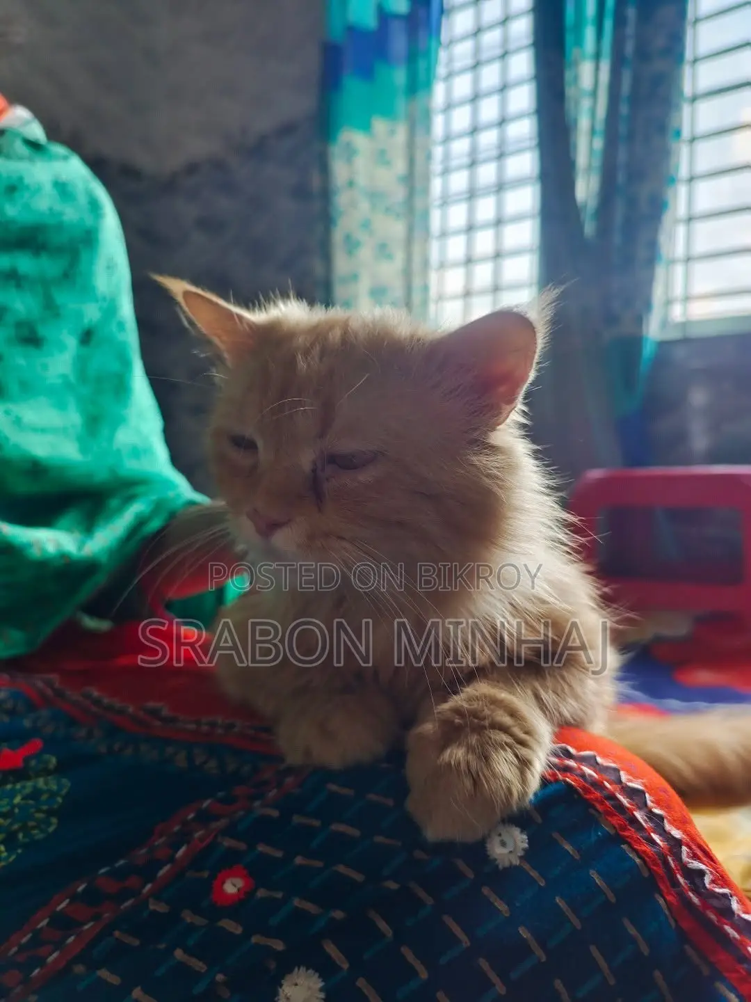 Pure Persian Age 1.5 Yrs Male