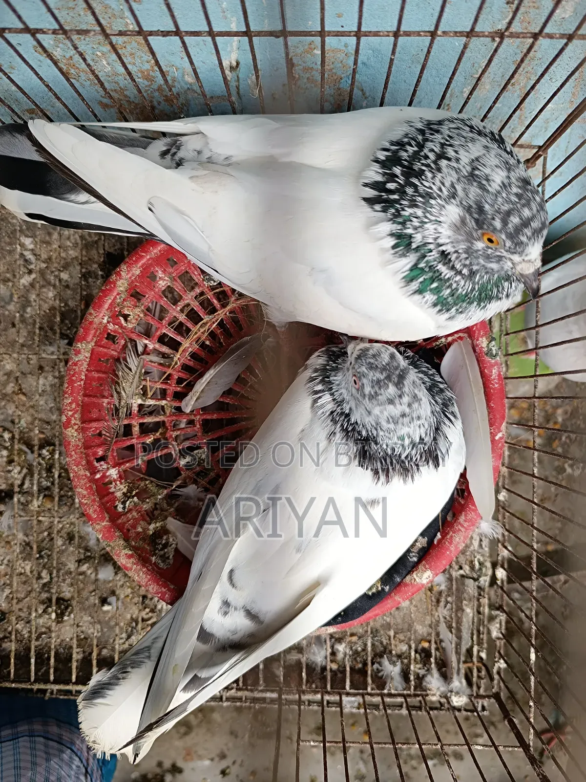 Nepali Chok Yellow Pigeon