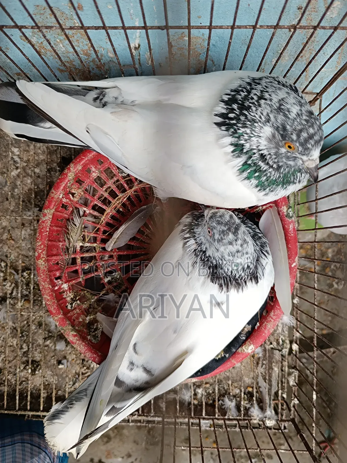 Nepali Chok Yellow Pigeon