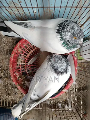 Nepali Chok Yellow Pigeon