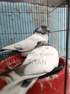 Nepali Chok Yellow Pigeon
