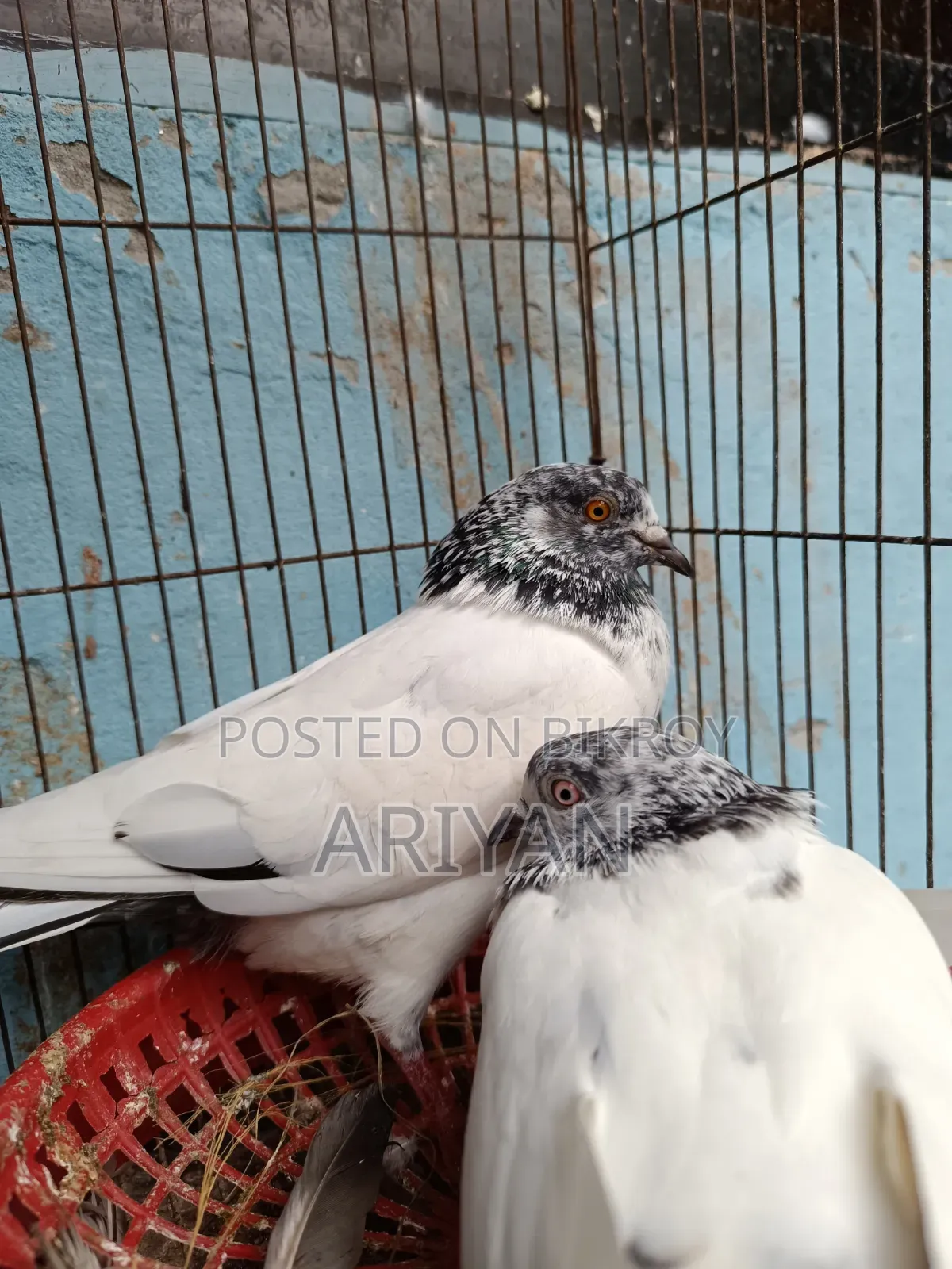 Nepali Chok Yellow Pigeon