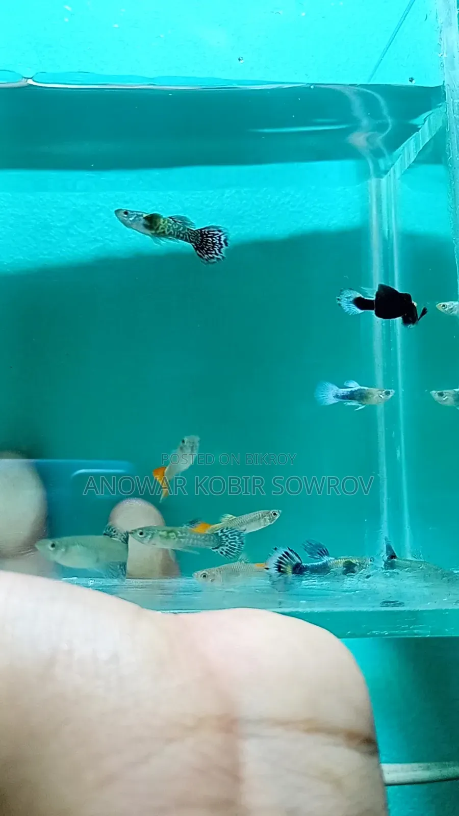 Fancy Mixed Guppy