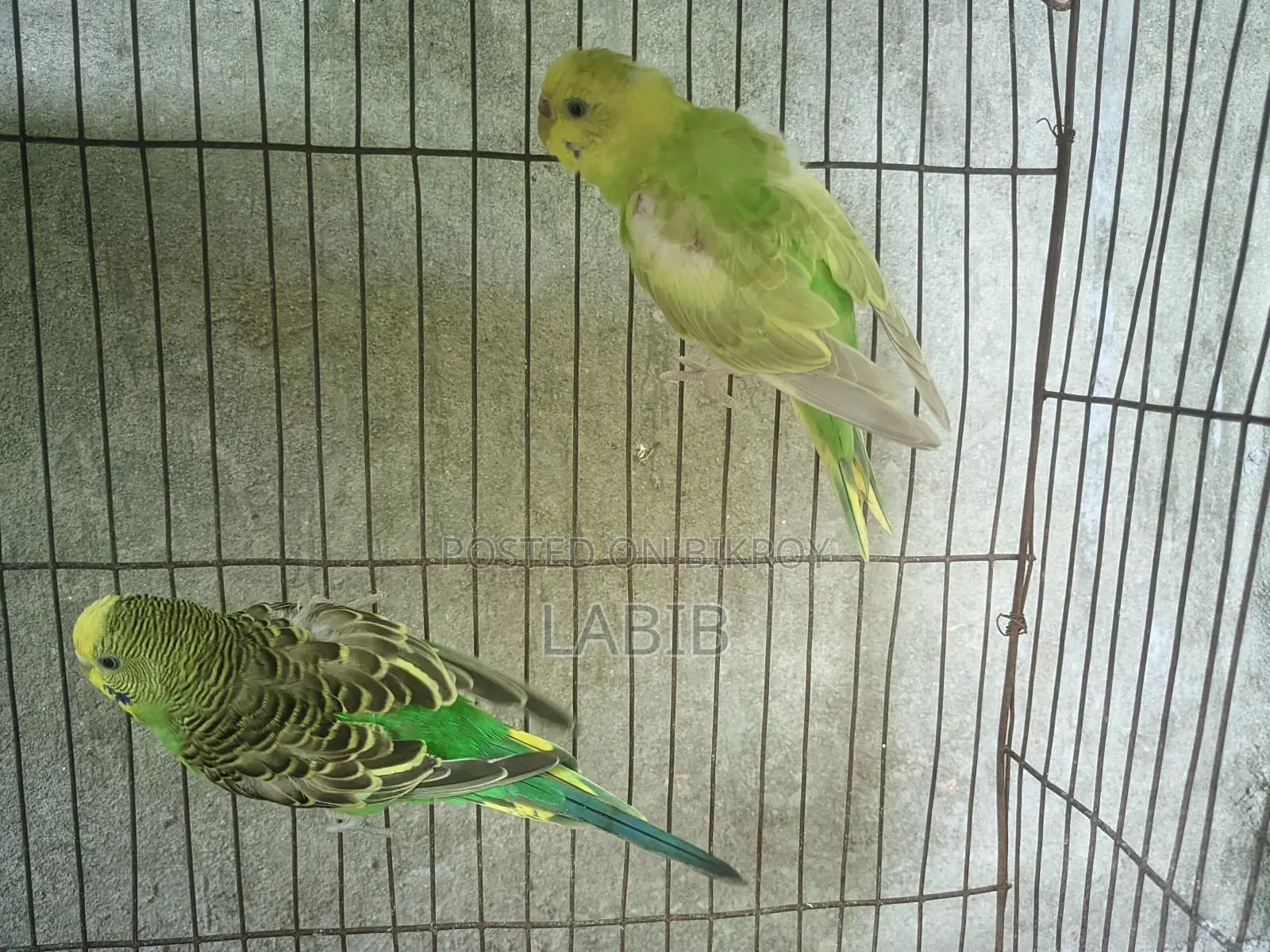 A Pair of Adult Budgies