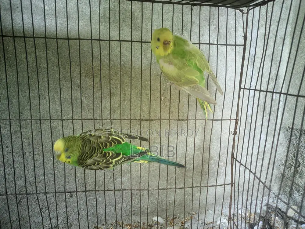 A Pair of Adult Budgies