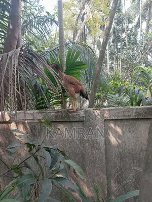 Aseel Chicken for Sale