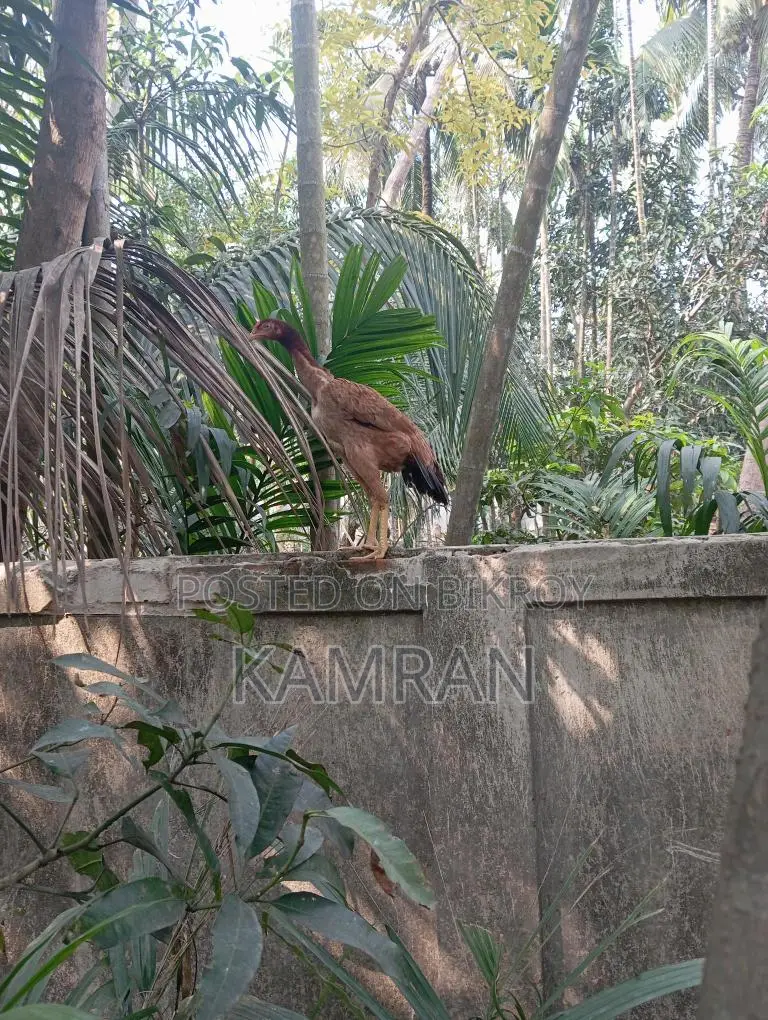 Aseel Chicken for Sale