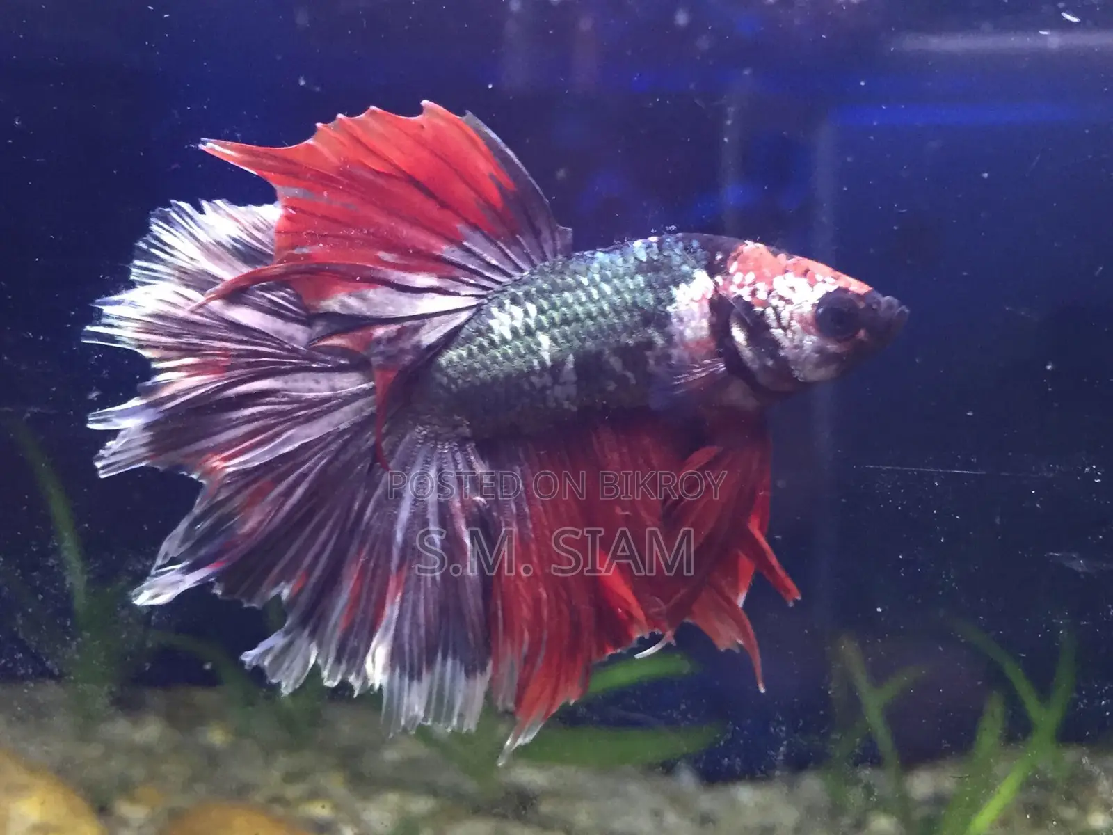 Betta Fish