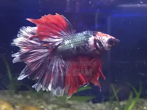 Betta Fish