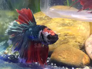 Betta Fish
