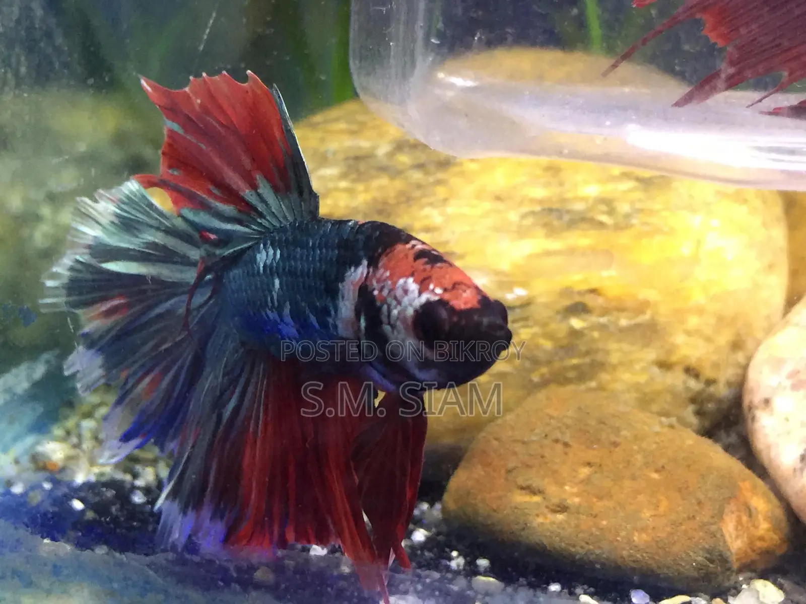 Betta Fish
