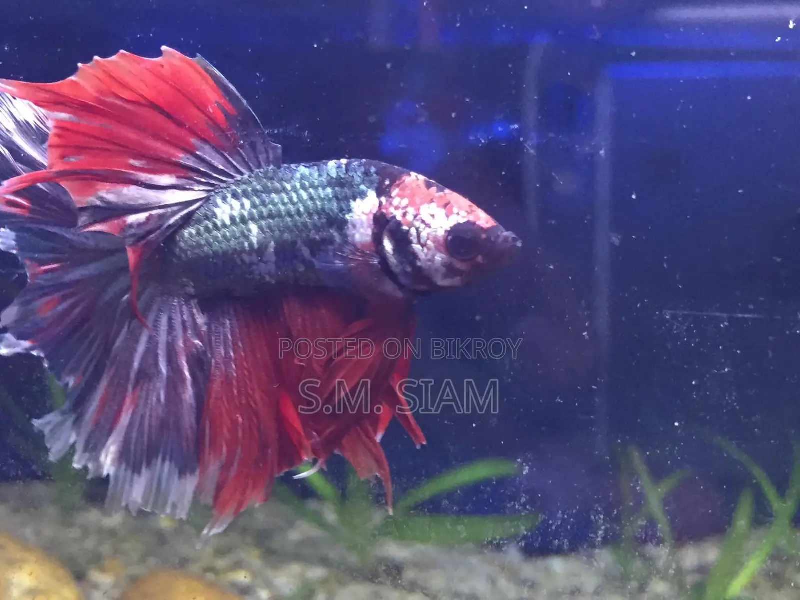 Betta Fish