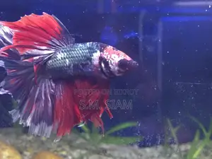 Betta Fish
