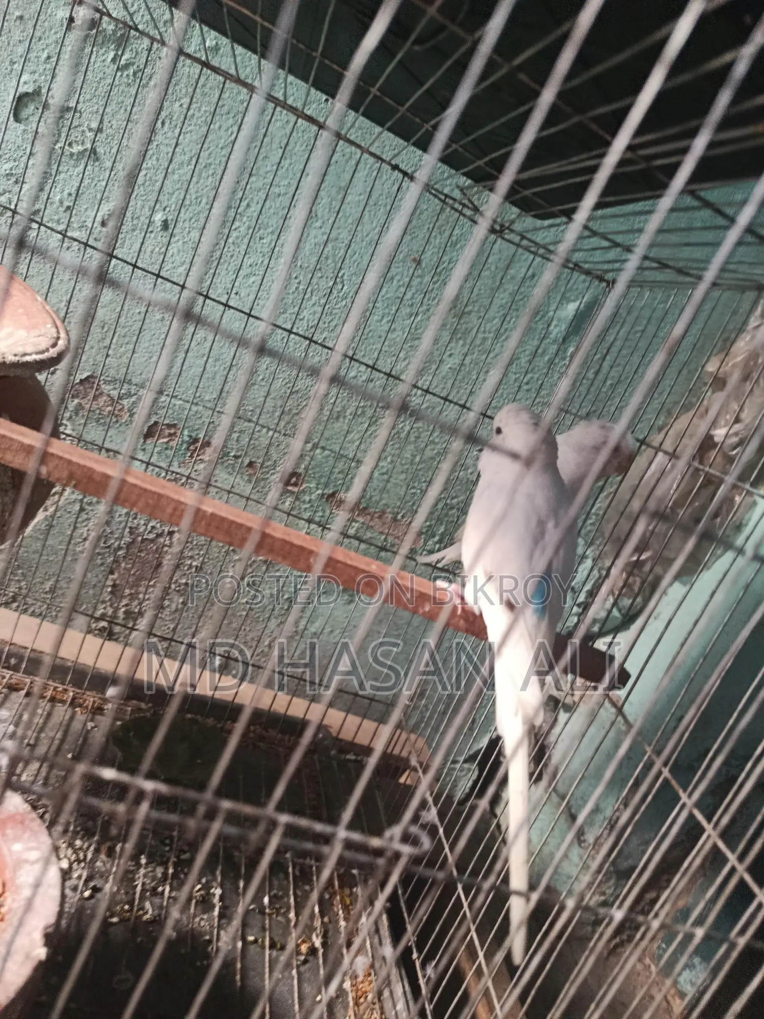 সুন্দর ২ জোরা বাজরিগার পখি বিক্রি করা