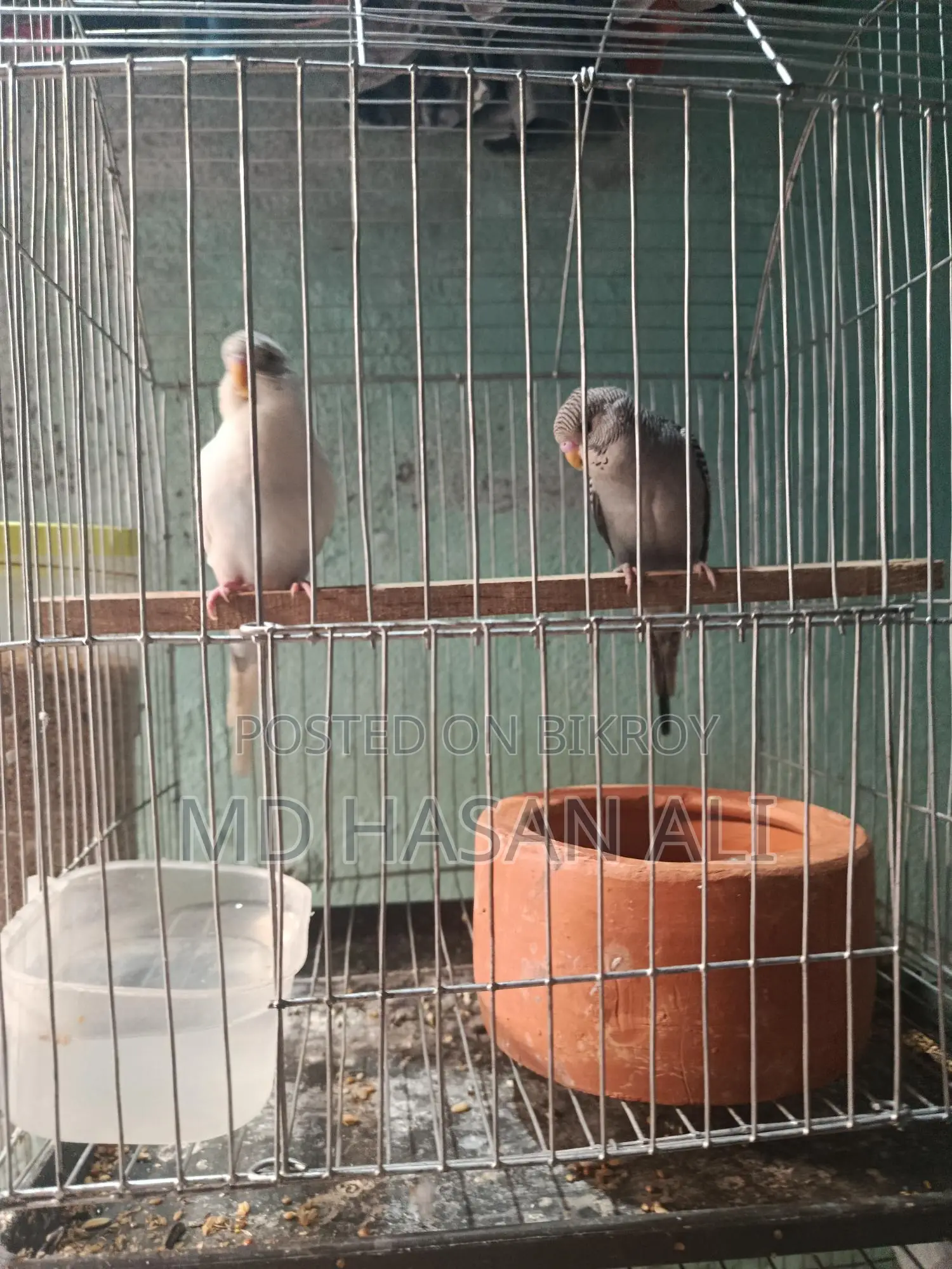 সুন্দর ২ জোরা বাজরিগার পখি বিক্রি করা